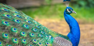 Peacock