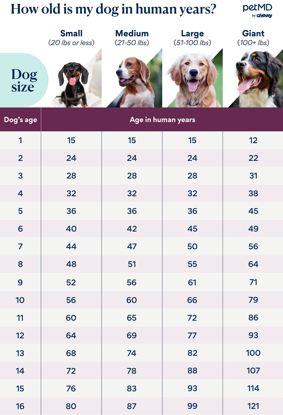 dog age