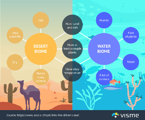 Graphic Organizer