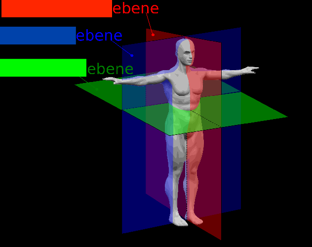 Human_anatomy_Koerperebenen.svg