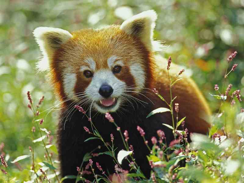 hi-red-panda