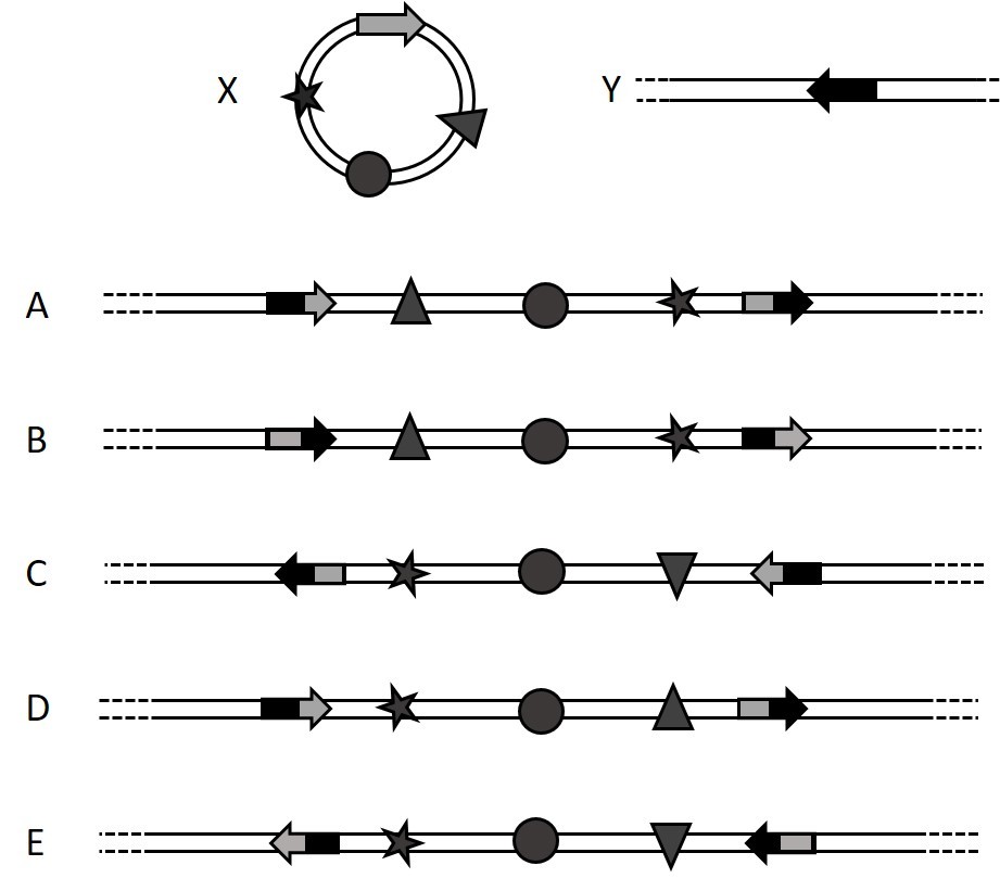 site specific recombination