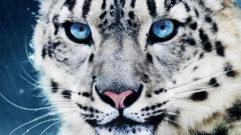 Close-up of a snow leopard with piercing blue eyes against a dark, snowy background.